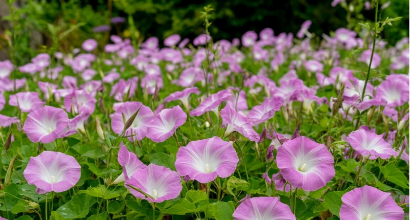 Вьюн полевой больше не будет сниться в кошмарах: 5 проверенных способов избавиться от вредного и опасного растения на даче