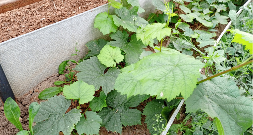 Теперь всегда делаю такие подвязки для огурцов: идею подсмотрела у местного фермера