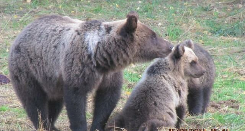 В Кировской области завершается весенний сезон охоты на медведя