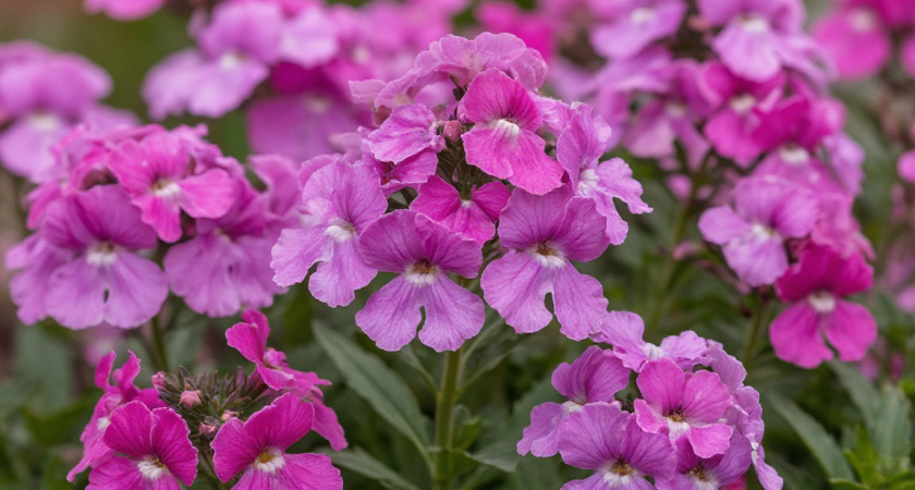 Фантастически красивый многолетник с невероятно обильным цветением до морозов: настоящая находка для цветоводов