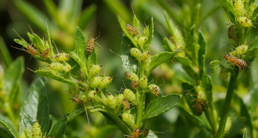 Хватит уже страдать: всего 20 капель аптечного средства и о тле можно забыть на целый год — старый агроном поделился хитростью