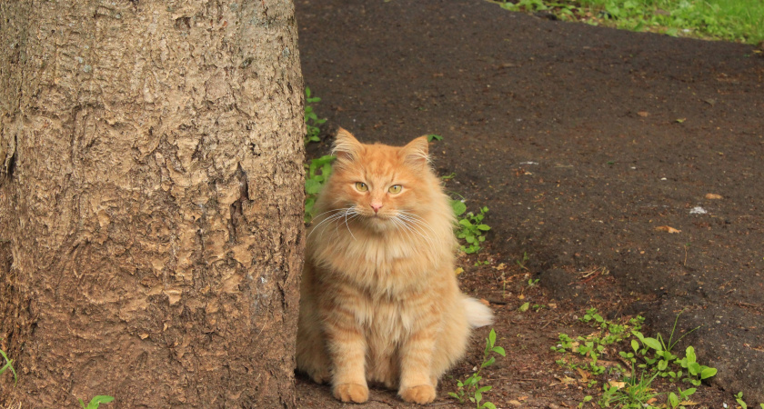 9 июня в Каринторфе пройдут мероприятия по идентификации и вакцинации животных