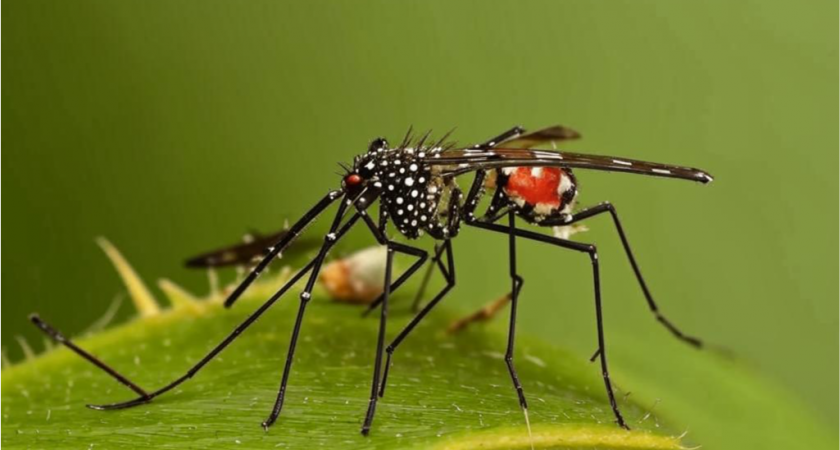 Лесник поделился, как мгновенно избавиться от комаров и мошкары в лесу и на даче - без единой покупки