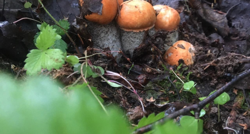  С детства неправильно научили собирать грибы. Червивые тоже нужно было брать, их легко почистить - запомните раз и навсегда