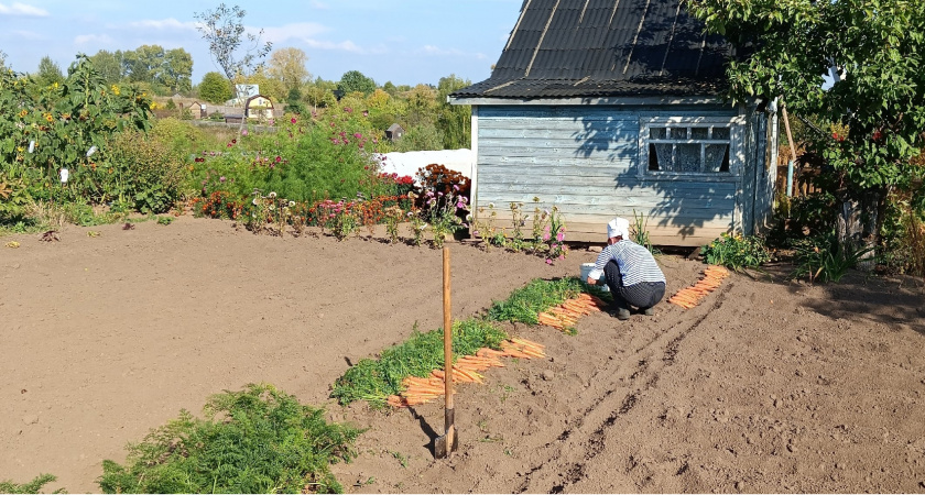 Секрет выращивания гигантской моркови: всего 1 пакетик удобрения в почву — справится даже начинающий садовод