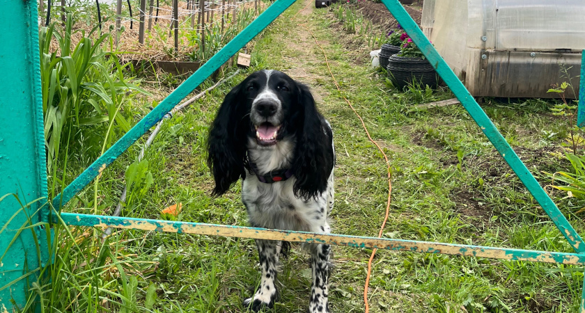 Защитите питомцев от клещей: надежные способы борьбы с паразитами