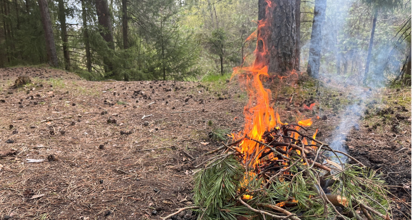 В Кировской области ограничили доступ в леса из-за угрозы пожаров