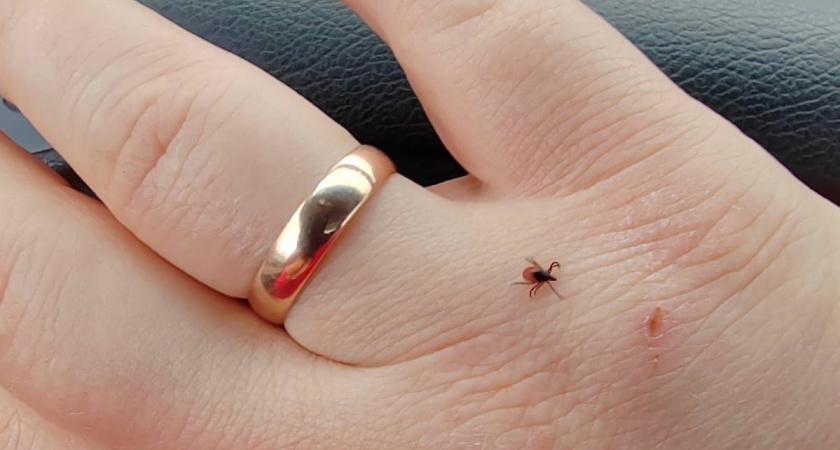 Клещи не переносят этот аромат: стоит всего 45 рублей, но защищает гораздо эффективнее любых магазинных спреев
