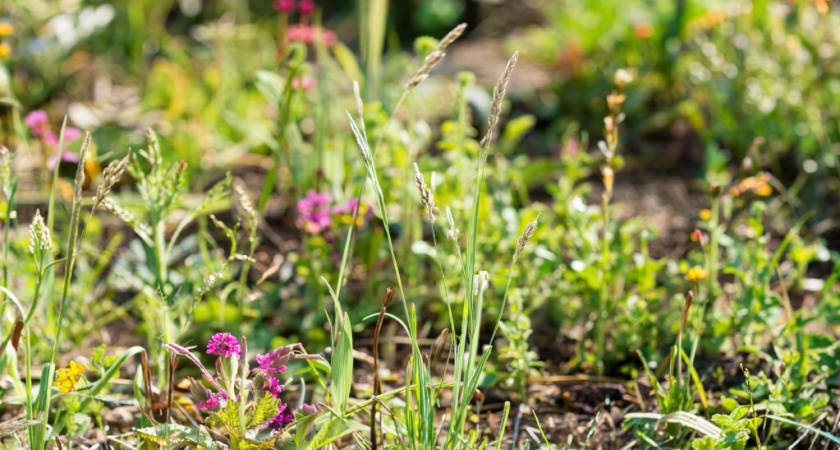Эффективная борьба с сорняками: выбираем правильную леску для триммера