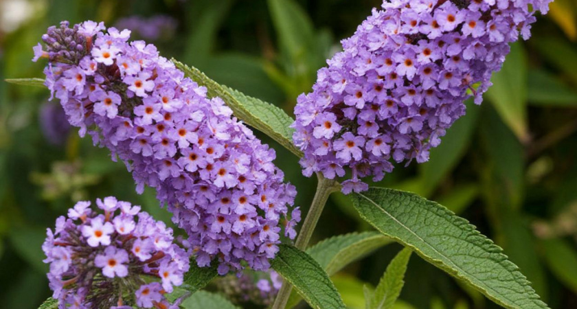 Роскошный лиловый фонтан из ароматных гирлянд весь сезон: неприхотливый кустарник растет даже на скудных почвах и не требует много внимания