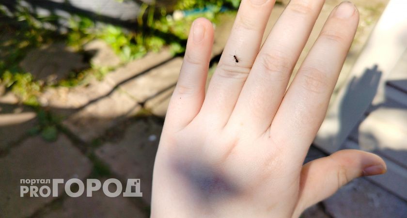 Рассыпала это по участку, муравьи с манатками удрали навсегда — мощный кладезь