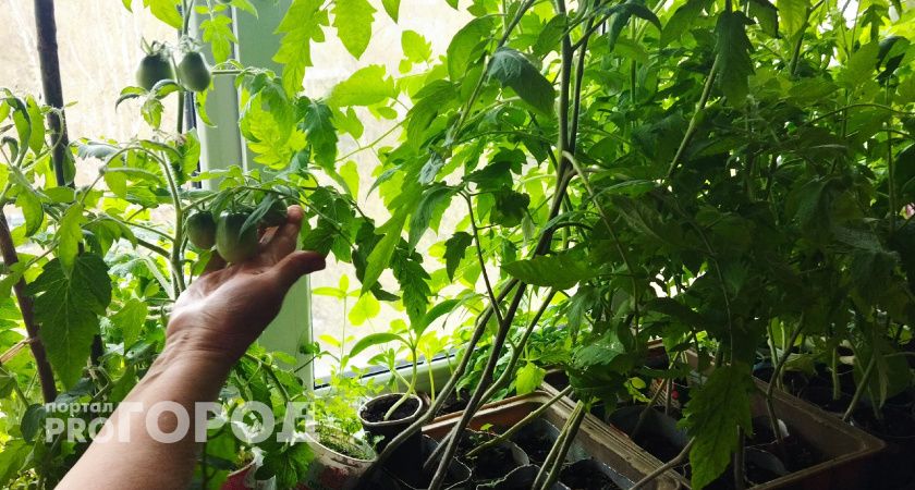 В деревнях всегда знали, чем идеально накормить тонкую рассаду, чтобы она быстро стала крепкой и толстенькой - записывайте рецепт