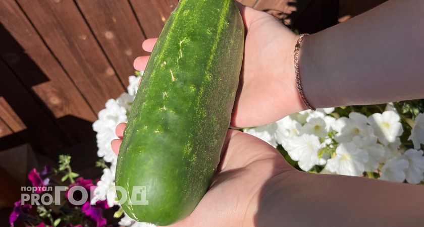 Теперь всегда делаю такие подвязки для огурцов: идею подсмотрела у местного фермера