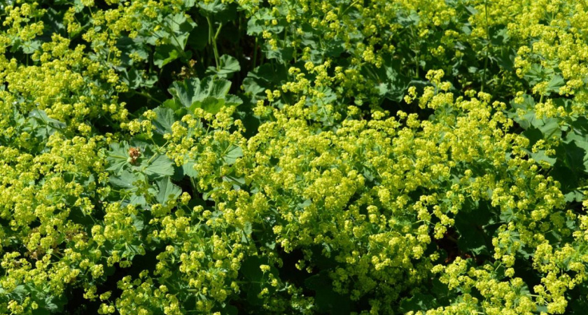 Этот неприхотливый эффектный многолетник живет до 60 лет без пересадки: и в тени, и на солнце