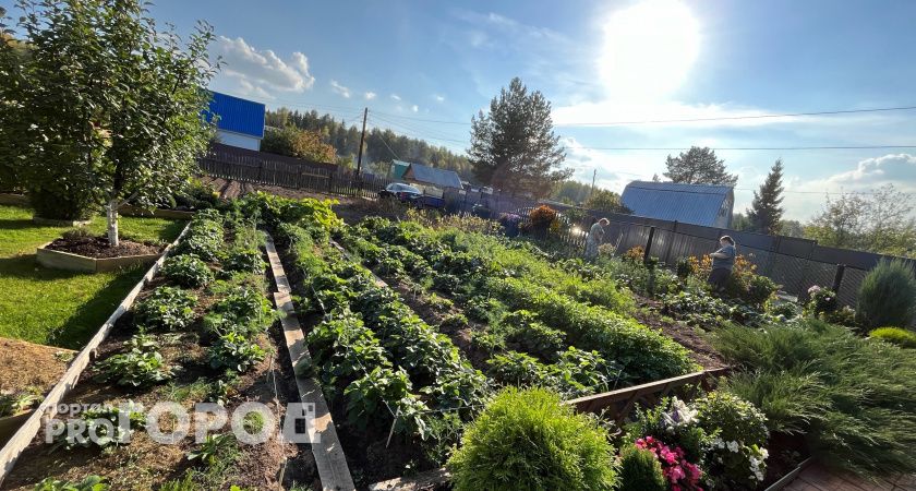 Посыпала на грядку в начале июня — и луковой мухи нет все лето: на луке нет ни одного желтого перышка за сезон