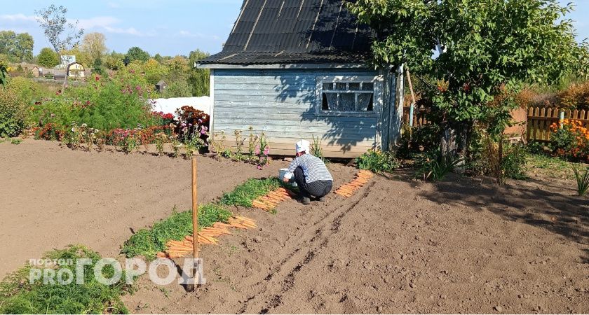 Теперь морковка всегда всходит рано: дедушка дал совет, как увеличить урожай в 3 раза