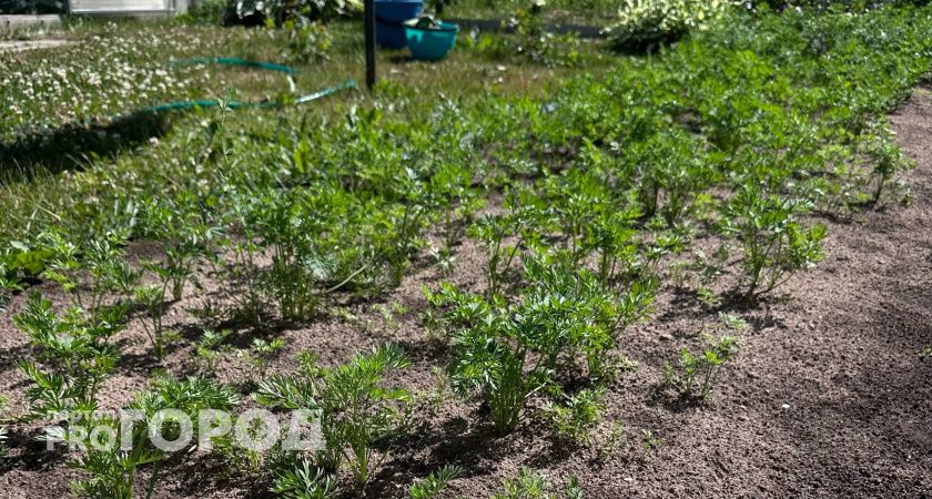 Научился сажать морковь правильно и теперь всегда с большим урожаем: раскрываю секреты по пунктам