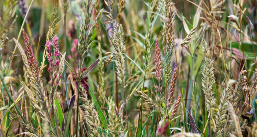 Забудьте о сорняках: современные триммеры и правильная леска — ваши надежные помощники