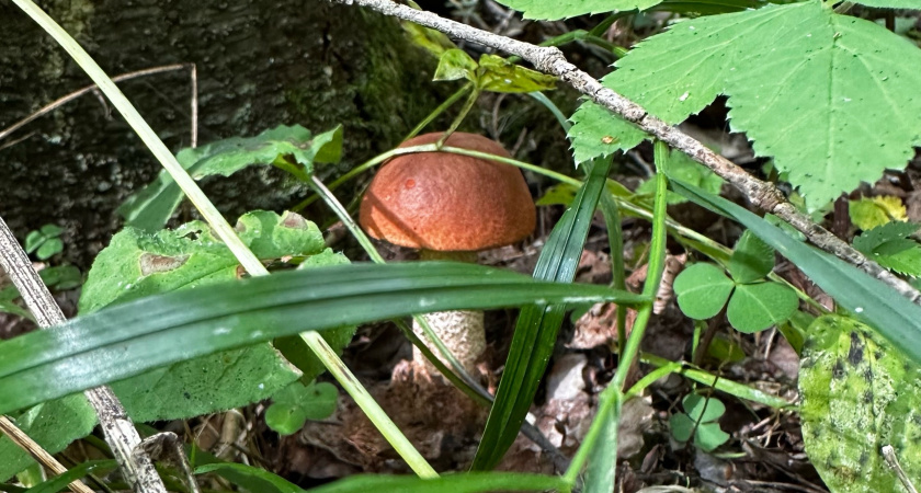 Топ 5 советов по сбору грибов от опытных лесников