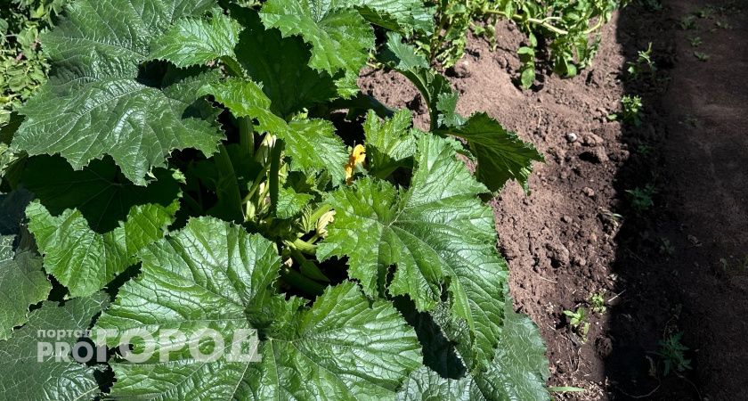 На грядку с огурцами теперь всегда ставлю ведро с солёной водой — урожай увеличивается в 10 раз