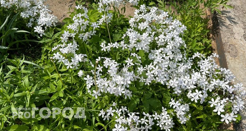 Посадила раз, с каждым годом все пышнее! Волшебный многолетник-трудяга для любого сада