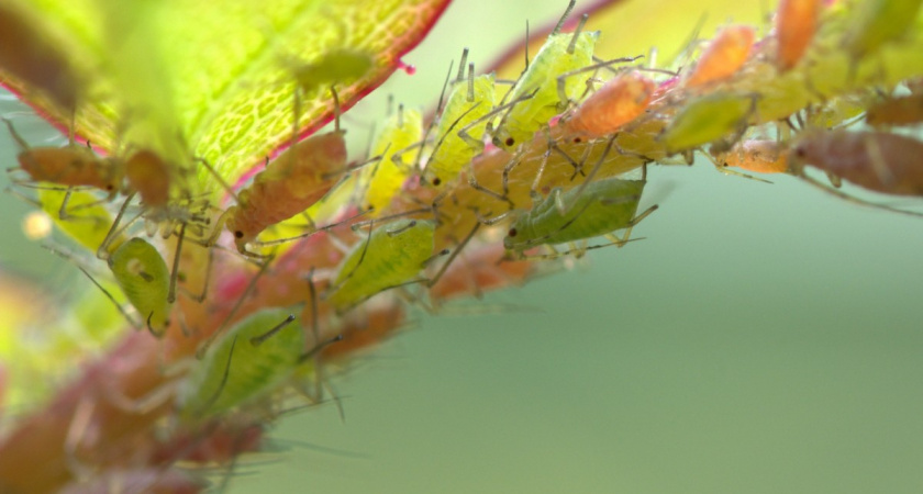 Пару раз пшикнул, и вся тля замертво повалилась: как правильно избавляться от злейшего огородного вредителя