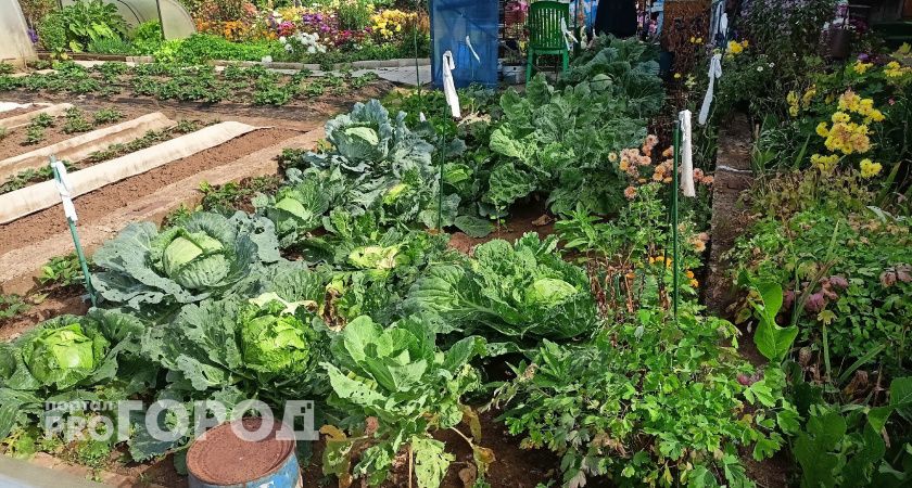 Сорняки мигом завянут: развожу 1 стакан на ведро и поливаю вечером - утром огород будет чист