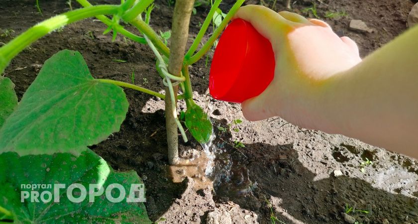 Опрыскиваю желтые огурцы в 6 утра копеечным раствором: соседка подсмотрела и теперь тоже снимает по 20 кг с куста