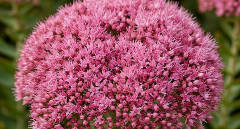 Этот эффектный многолетник не просит ни капли воды, но цветет как безумный: подкормки не нужны годами