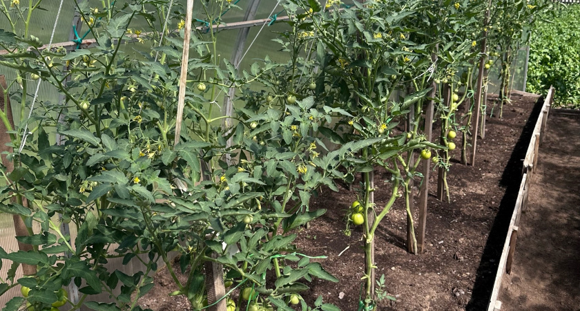 Каждое утро по 10 минут – и помидоры не страдают от жары в теплице: завязи не опадают, и листья больше не скручиваются