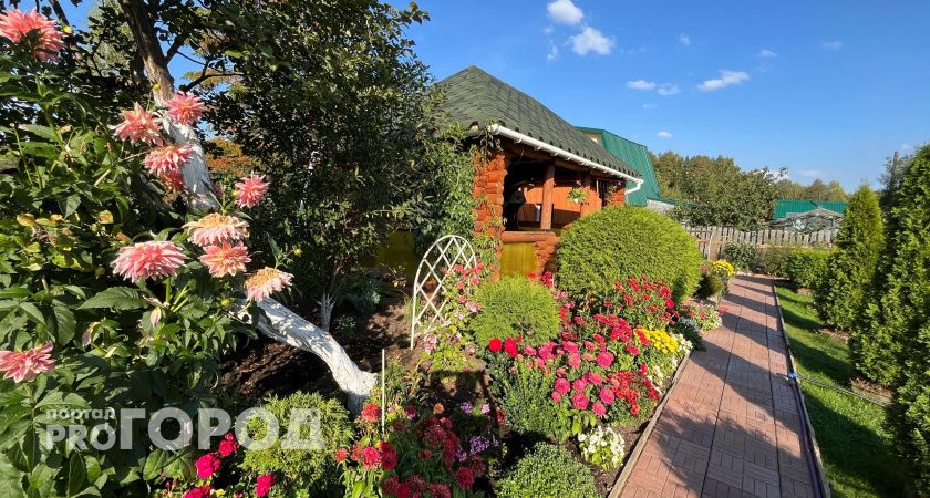 Этот многолетник цветет алыми шапками с середины лета до осени - не капризничает и не требует ухода