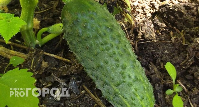 Заливаю марганцовый раствор в старые капроновые чулки: 7 кустов огурцов плодоносят без химии до конца сентября