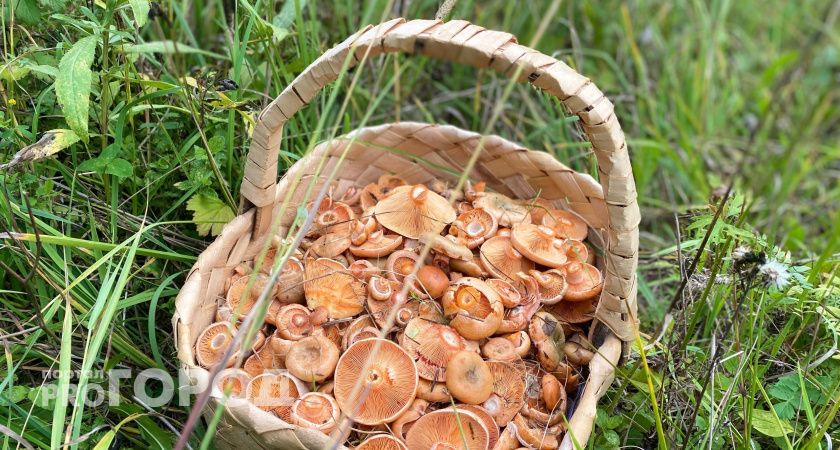 Можно ли есть червивые грибы, если их отварить: учёные объяснили, что дело не в самих червях