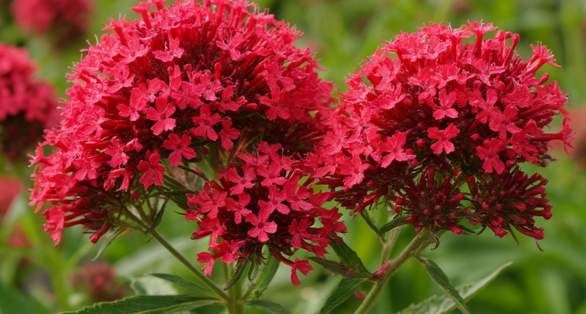 Эффектные многолетники для самых ленивых: цветут богато целое лето и не требуют к себе внимания