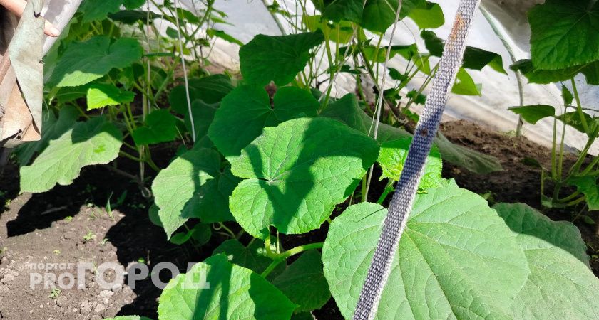 Огурцы дуреют от такой подкормки: проверенный временем рецепт – урожай как в промышленных теплицах