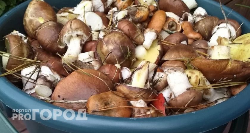 За грибами ночью: в чем смысл, рассказывает самый опытный ночной грибник