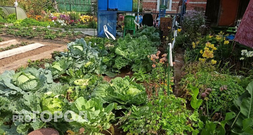 Сыпьте в июне на грядки – урожай утроится без лишних затрат: замена навозу, которая работает даже на самых бедных почвах