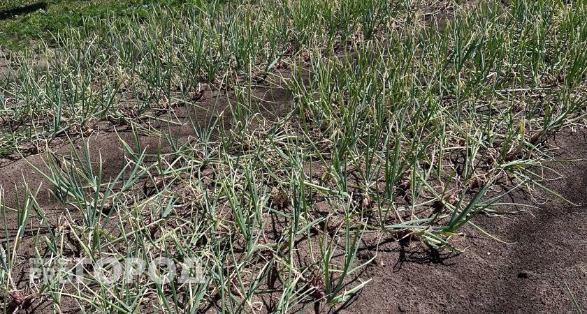 Посыпала на грядку в начале июня — и луковой мухи нет все лето: на луке нет ни одного желтого перышка за сезон