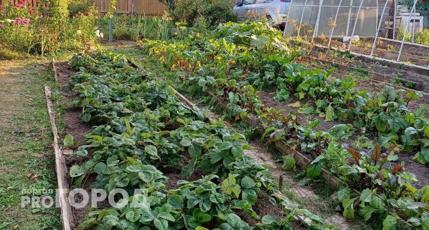 Всего одна ложка в землю и грядки кормить не надо до конца сезона. Проверено на своём участке