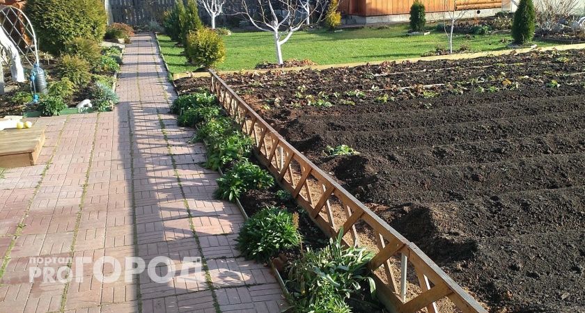 На грядку с огурцами теперь всегда ставлю ведро с солёной водой — урожай увеличивается в 10 раз