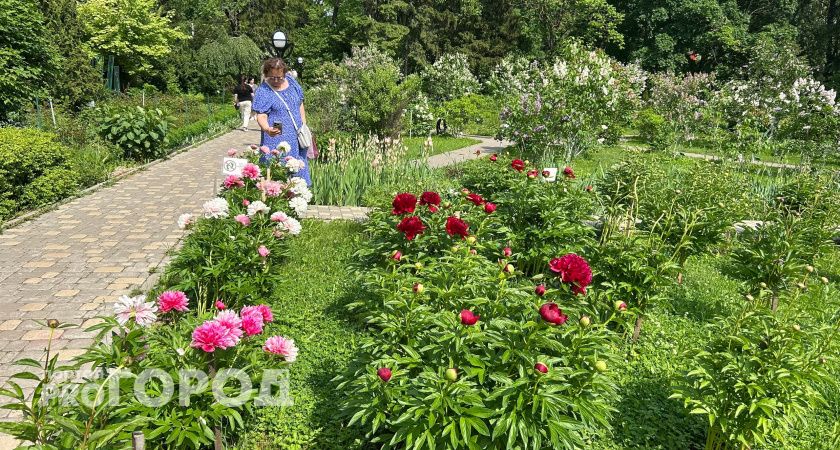 Этот плетистый многолетник цветет каскадами из роз даже в суровом климате