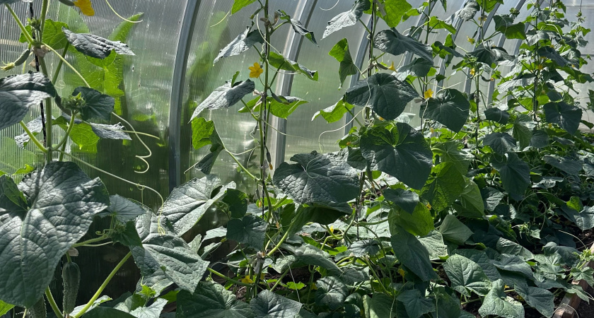 Опрыскиваю желтые огурцы в 6 утра копеечным раствором: соседка подсмотрела и теперь тоже снимает по 20 кг с куста