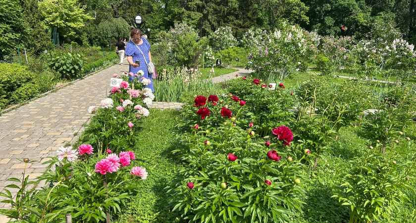 Этот эффектный многолетник не просит ни капли воды, но цветет как безумный: подкормки не нужны годами