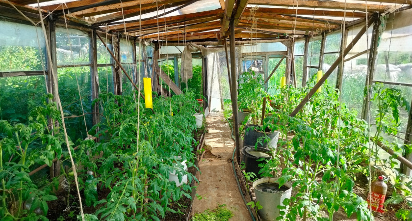 Каждое утро по 10 минут – и помидоры не страдают от жары в теплице: завязи не опадают, и листья больше не скручиваются