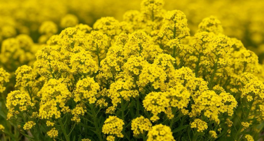 Ковер из маленьких солнышек на даче без хлопот: сажаем этот потрясающий многолетник