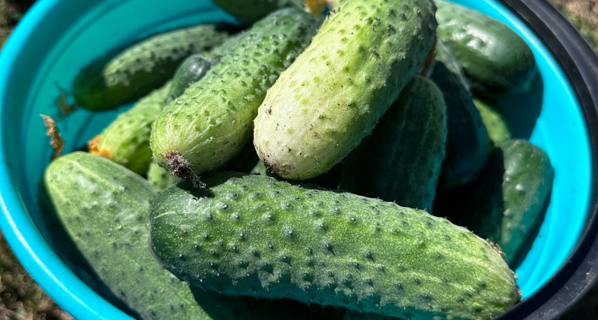 Заливаю марганцовый раствор в старые капроновые чулки: 7 кустов огурцов плодоносят без химии до конца сентября