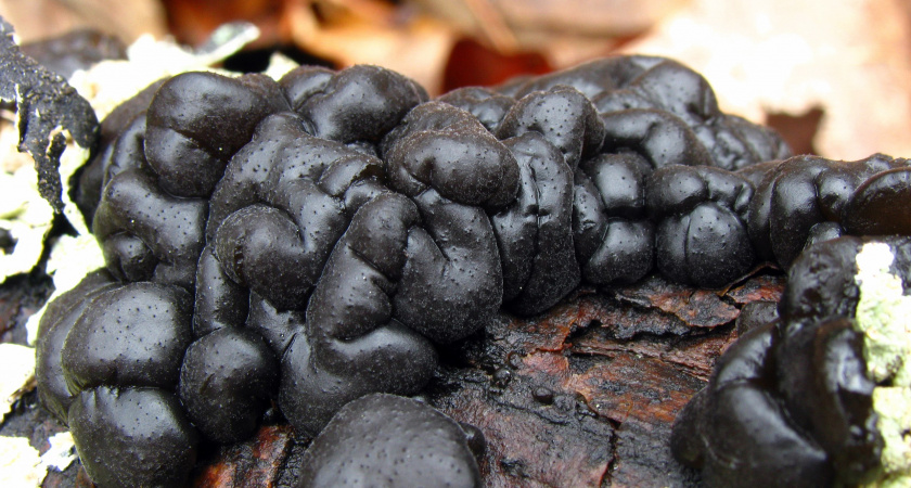 Только с виду такой пугающий: удивительный съедобный гриб, из которого варят варенье