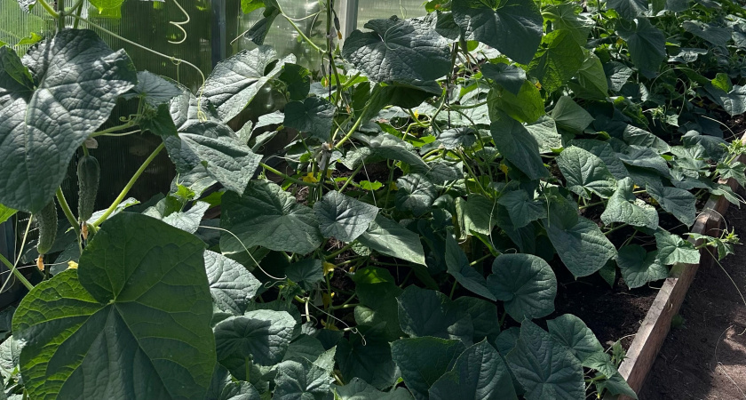 Что насыпать под корень огурцам в июле, чтобы они были здоровыми и обильно плодоносили: листья больше не желтеют, завязь не падает