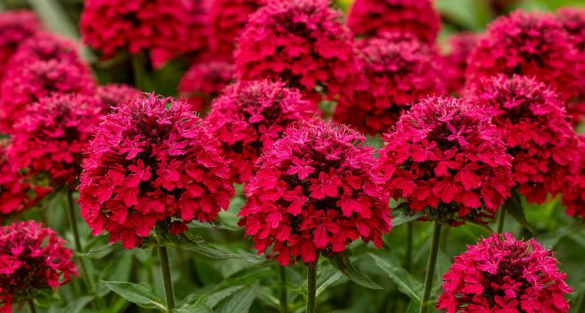 Эффектные многолетники для самых ленивых: цветут богато целое лето и не требуют к себе внимания