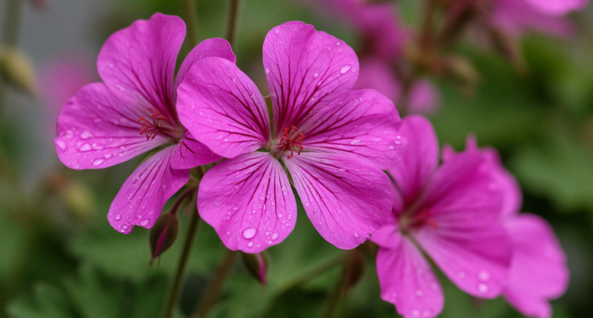 Щепотка специи — и герань преображается: секрет яркой листвы и обильного цветения даже у молодых растений